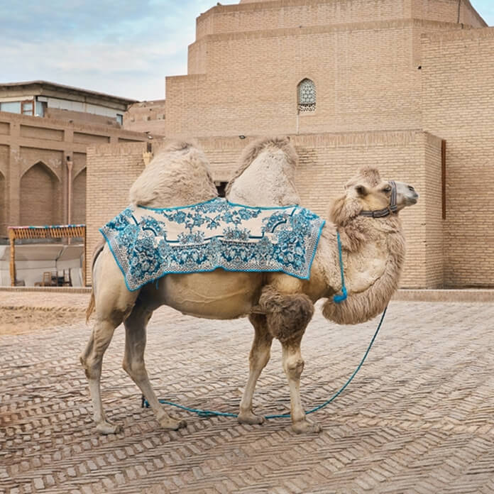 Central Asian camel covered with an oriental pattern blnket in front of the Oldmadrasah in Khiva, Itchan kala, Uzbekistan